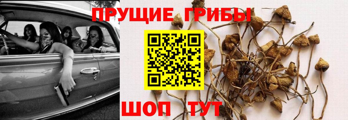 Псилоцибиновые грибы прущие грибы Россия